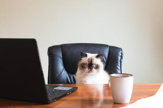 Office Chair with cat